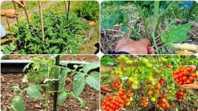 Method Of Staking, Tying Up  And Harvesting Tomatoes in Your Backyard Garden